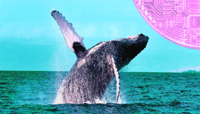 Taban Avcıları, 30 Dakikada Bu Altcoin’den Çantalarca Aldı!