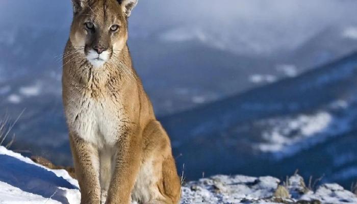 Puma, Web3 Tecrübesi Programı Başlatıyor