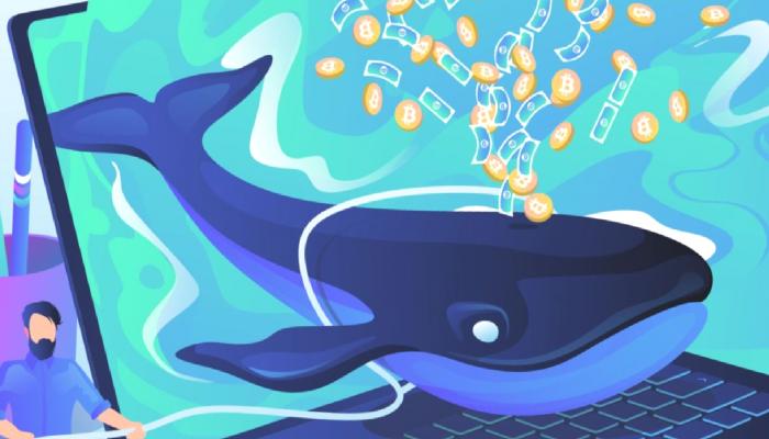 Yükseltme Haberiyle Balinalar Bu Altcoin’e Atak Etti!