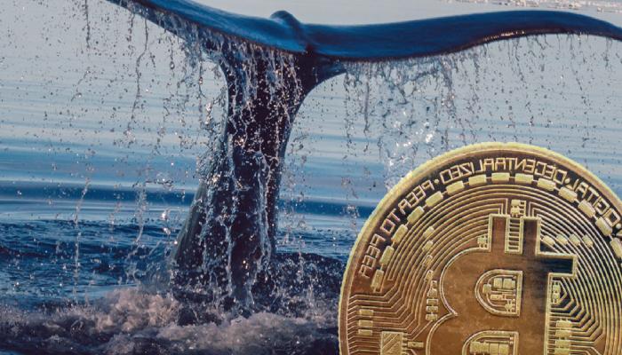 Balina Varsayımları Çıktı: Bu 7 Altcoin Ralli Hazırlığında!