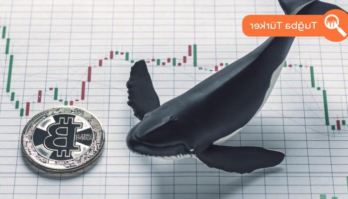 Balinalar onchain tahliline takıldı: Bitcoin topluyorlar mı?