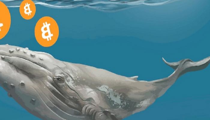 Bitcoin Balinalarının Atakları Ne Manaya Geliyor?