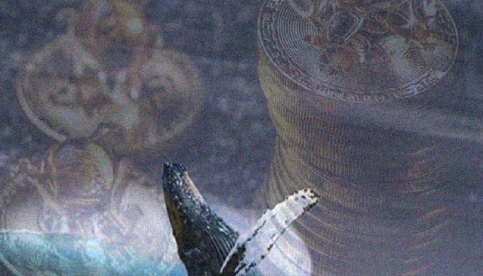 Bu Altcoin, Büyük Balina Yatırımı Aldı!  ‘Ralli Geliyor’
