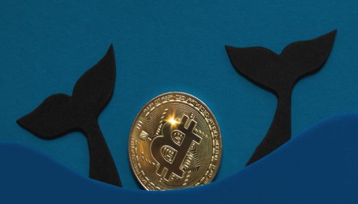 Kripto Balinaları Bu Altcoinlerden Yüklüce Sattı!