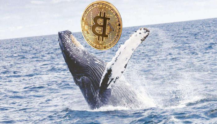 Bitcoin (BTC) Balinaları Düşüşlere Aldırmıyor!