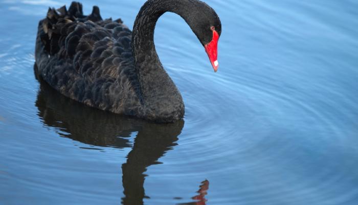 Black Swan Aktifliği Riski DeFi’yi Bitirebilir mi? CRV Krizi İncelemesi!