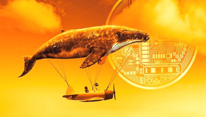 Bu Altcoin Balinaları Taban Avcılığı Yapıyor: Fiyat Fırlar Mı?