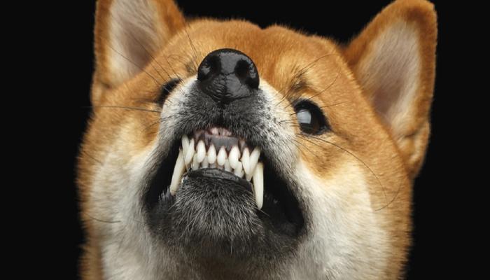Dogecoin Mucidi Sert Konuştu: O Coin Gelecek Değil!