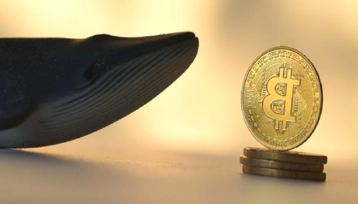 En Büyük Üçüncü Bitcoin (BTC) Cüzdanının Sahibi Ortaya Çıktı!