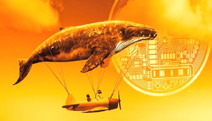 Ünlü Balina Bu Altcoin İçin Israrcı! Yeniden Binlerce Satın Aldı