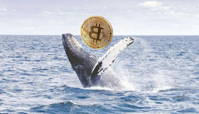 Balinalar Saldırıyor! Bitcoin İçin Durum Aldıkları Düzeyler Açıklandı