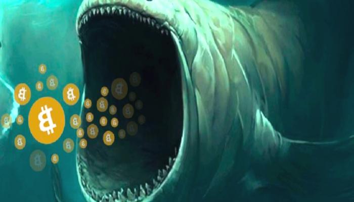 Balinaların canı BTC çekti! Büyük birikim!