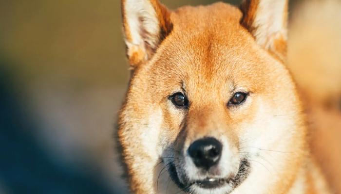 İşareti Alan Shiba Inu Bu Barikatı Aşabilecek mi?