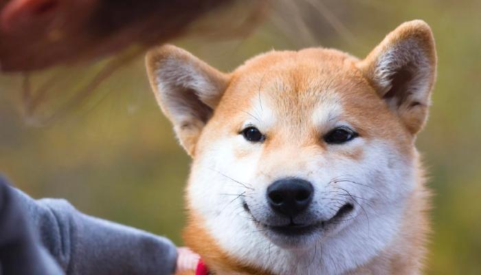 Shiba Inu için (SHIB) çarpıcı onchain raporu yayımlandı!