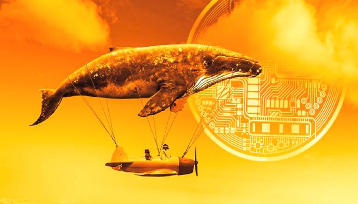 Balinanın Hareketi Şaşırttı! Bu Altcoin Sert Düştü