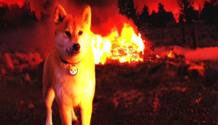 ETH balinaları SHIB’e sıçradı: Yüzde 209 artış!