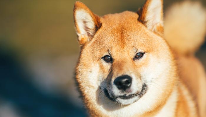 Shiba Inu kullanıcıları dikkat! “Birebir aynı gibi ama değil”