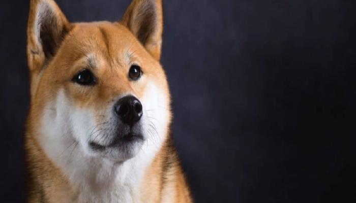 Shiba Inu (SHIB) yükseliş bayrağını dikmeye hazırlanıyor