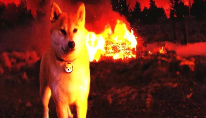 Shiba Inu ve Bu 2 Altcoin İçin Kritik İhtar Geldi: İşte Sebebi!