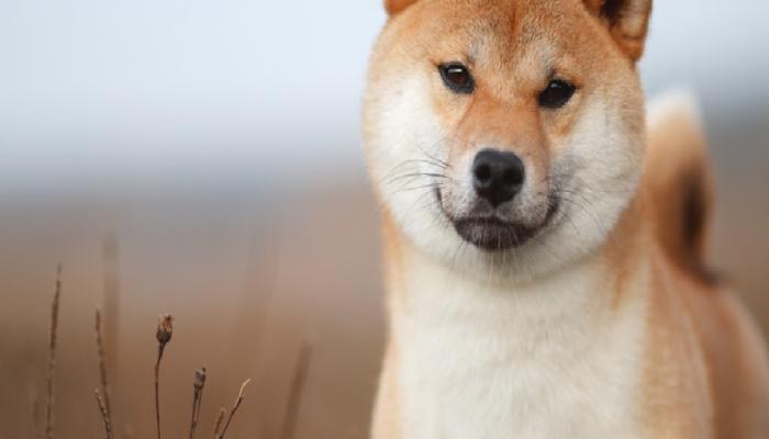 Shiba Inu’dan Ekim rekoru: Yüzde 422’lik artış gündemde