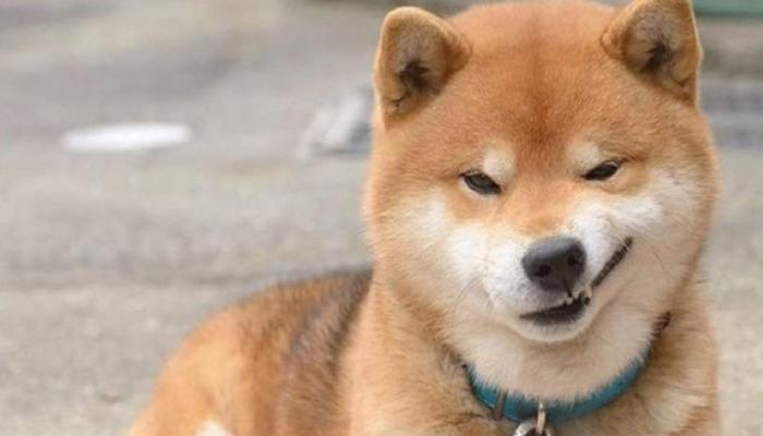 SHIB’de baş karıştıran hareketlilik: Piyasa ikiye bölündü